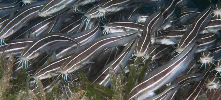 Kαταναλωτές προσοχή! – 4 είδη «λαγοκέφαλου» έχουν εντοπιστεί στην Ελλάδα